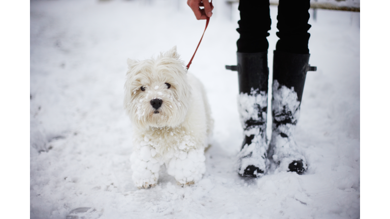 A West highland white terrier and owner in snow