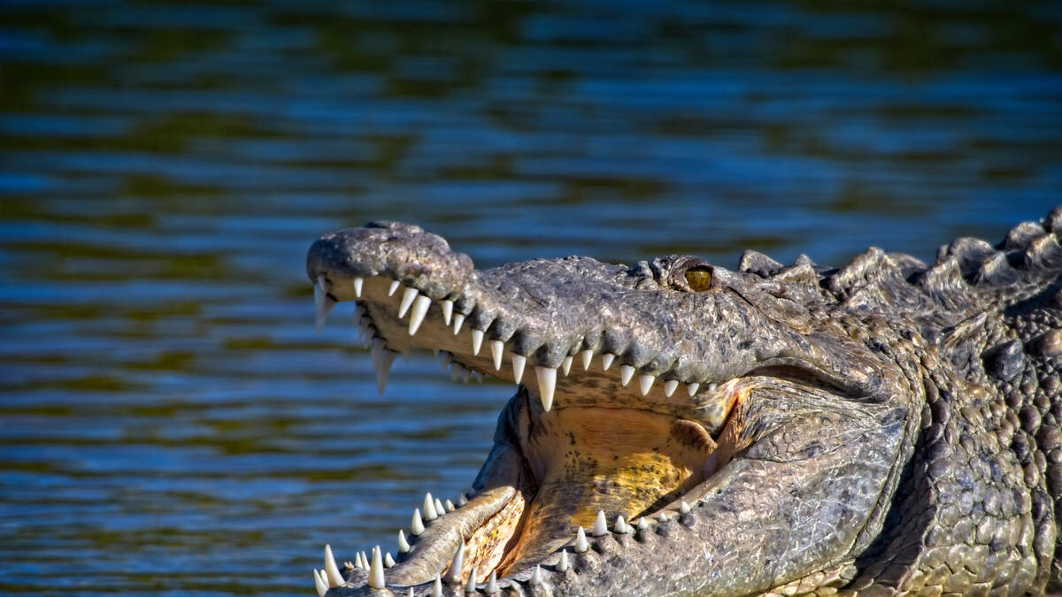 Giant Croc Terrorizing Town Captured, Euthanized, And Served For Dinner ...