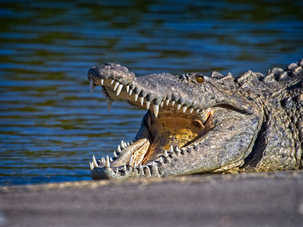 Concerns Rise Over Crocodile Sightings In Northeast Miami-Dade Neighborhood