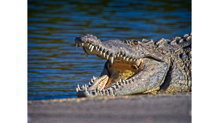 An American crocodile basks in the sun with mouth agape.