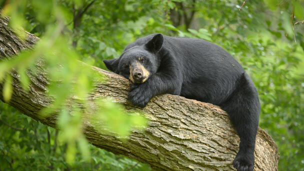 Wild Bear Enters California Zoo, Visits Bear Exhibit