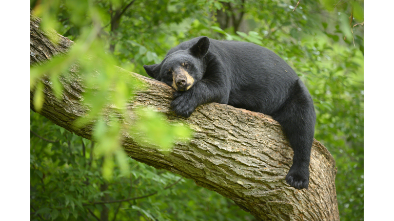 Large Black Bear Sleeping in Tree
