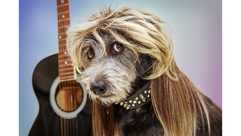 Funny Punk Rock Star Dog