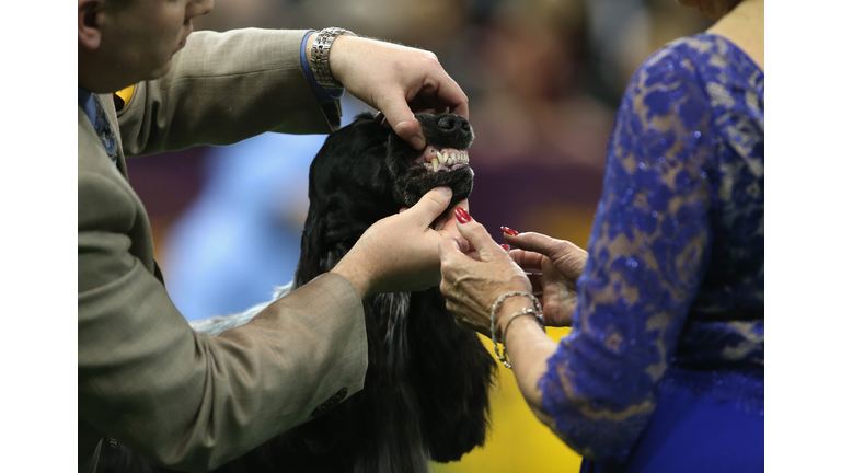 Westminster Kennel Club Dog Show Crowns King Of The Canines