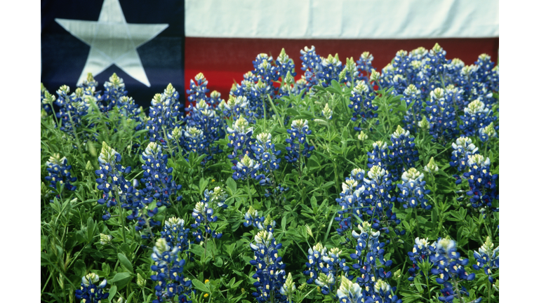 Bluebonnets (Lupinus texensis), Texas state flag in background, USA