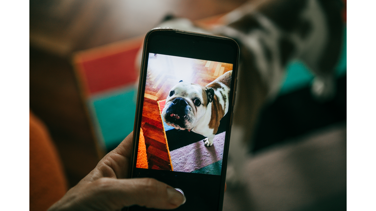 pov hand taking pictures of her english bulldog at home with smartphone