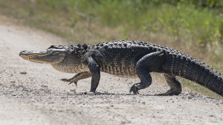 Large Alligator Crossing the Road