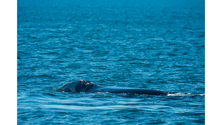 US-ENVIRONMENT-CONSERVATION-RIGHT-WHALES