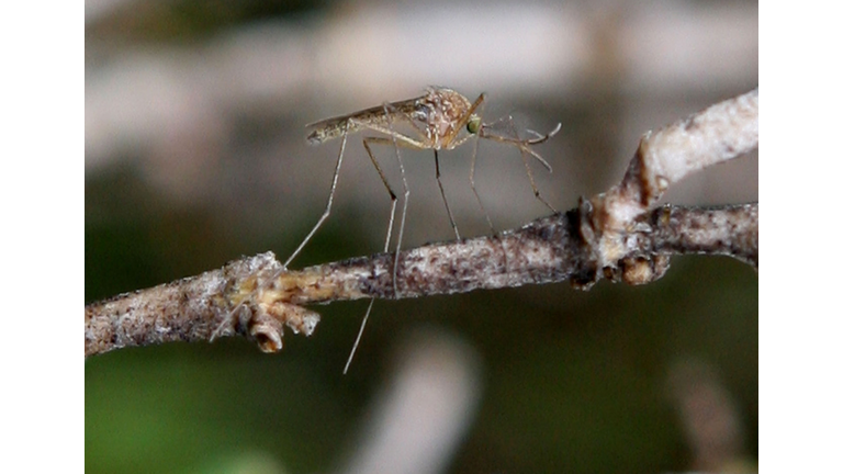 Bay Area Vector Control Team Investigates West Nile Mosquito Presence