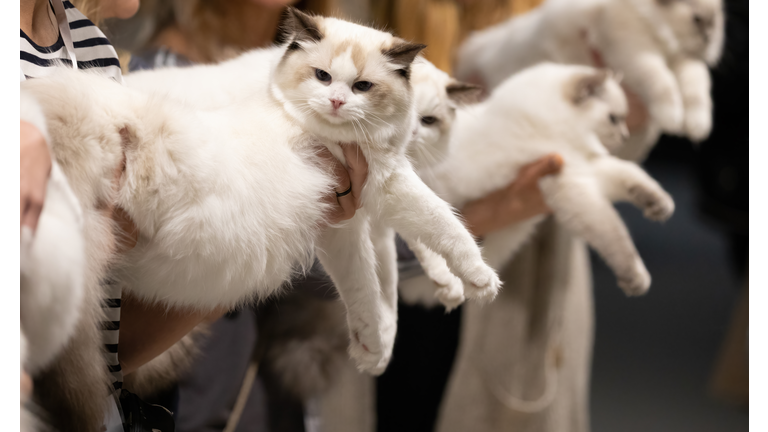 Cat show