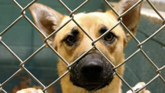 RHSPCA Waives Adoption Fees for 10th Annual Subaru Loves Pets Day Oct. 4