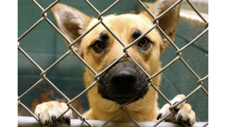 Abandoned dog in cage at animal shelter