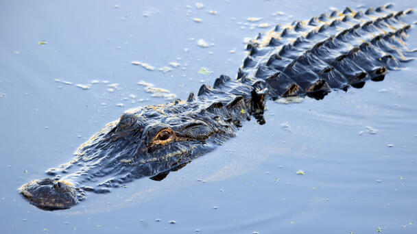 WATCH: Crocodile Chillin' In Aventura! 