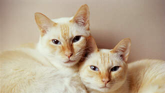 LOOK! Woman Spends $50,000 For Two Clones Of Her Deceased Cat