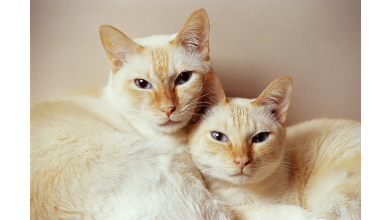 Two Siamese cats against white background, close-up