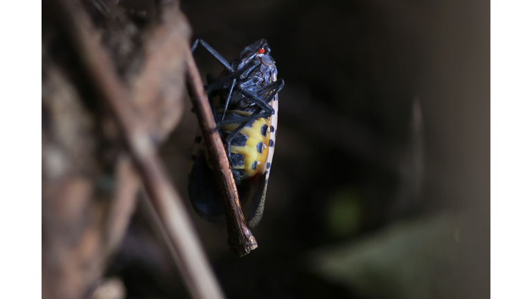 Invasive Species Spotted Lanternfly Permeates Across Northeast With Fears They Could Spread Further