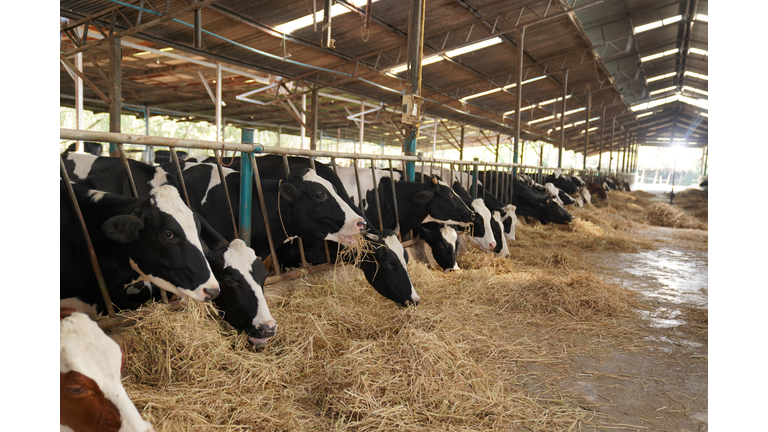 Shot of a herd of cows in an enclosure at a dairy farm
