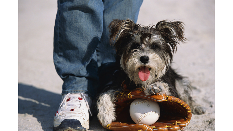 Dog sitting on catcher's mitt with baseball