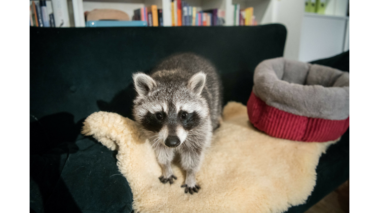 GERMANY-ANIMALS-LIFESTYLE-SOCIAL MEDIA-RACCOON