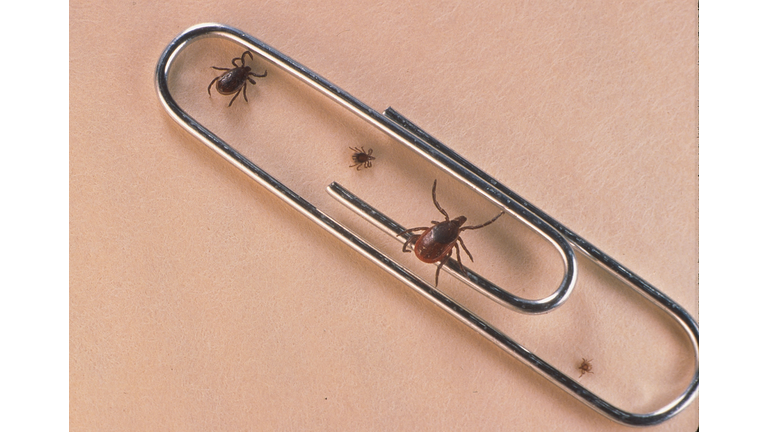 Close Up Of An Adult Female An Adult Male Nymph And Larva Tick Is Shown June 15 2001