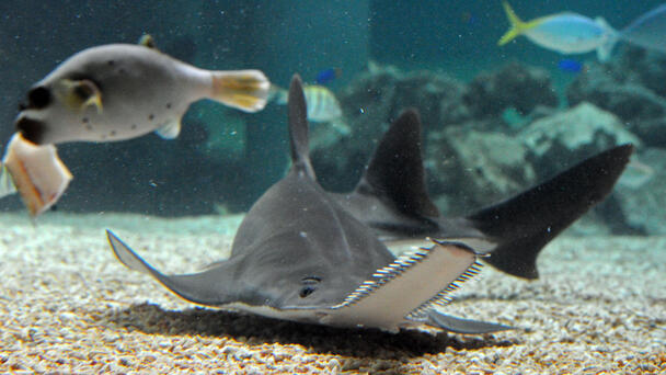 Mote Marine Joins Emergency Response to Save "Spinning" Small Tooth Sawfish