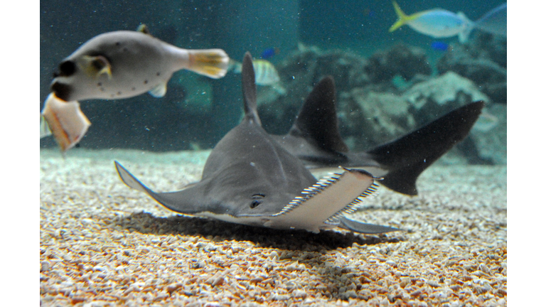 A critically endangered small tooth sawf