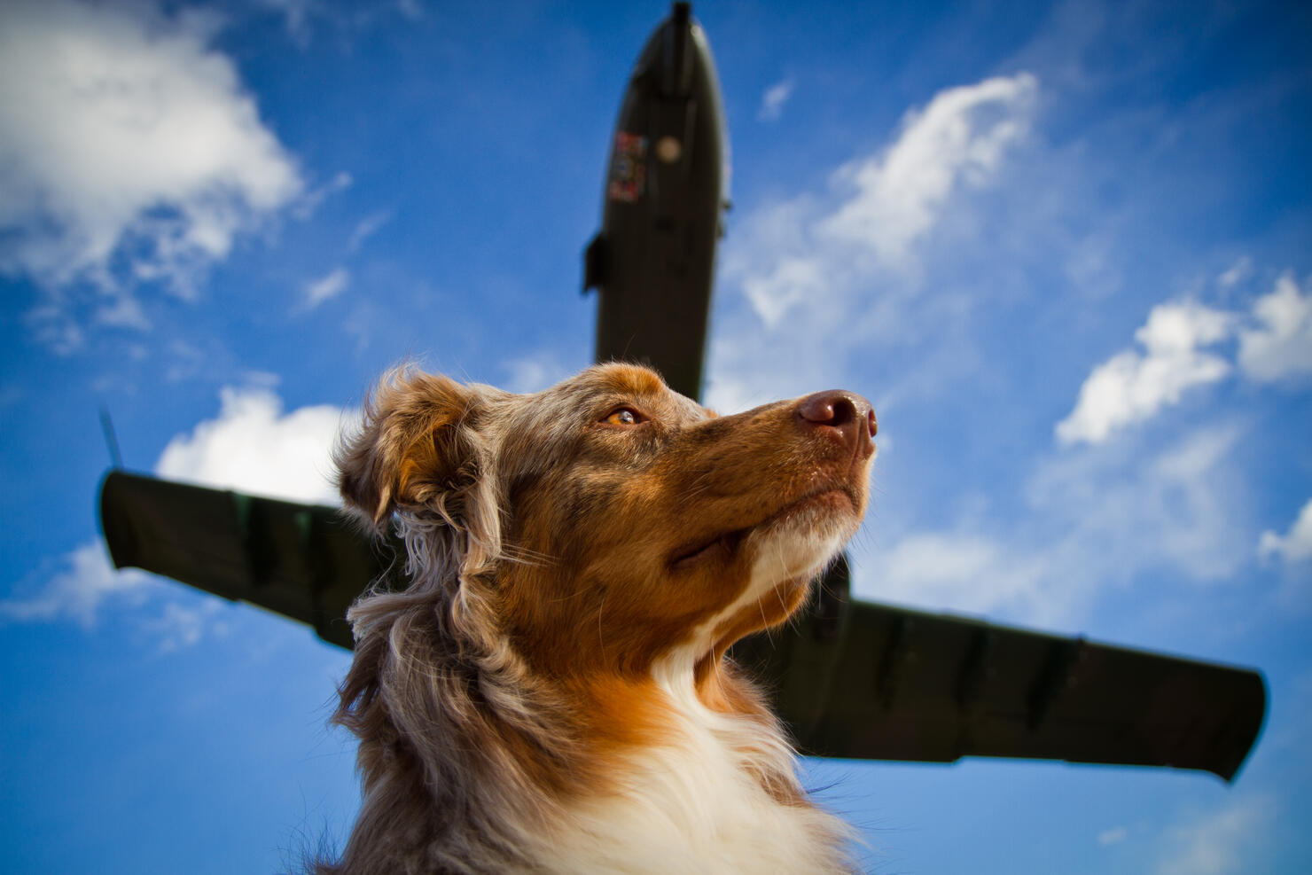 Dog with jet overhead