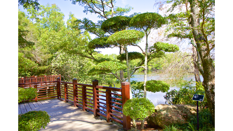 Trimmed trees, Morikami Museum and Japanese Gardens, Delray Beach