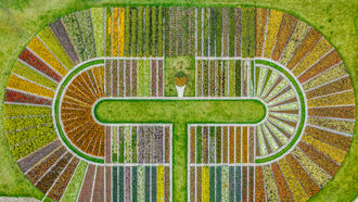 Sacred Geometry & Symbols / Plant Consciousness