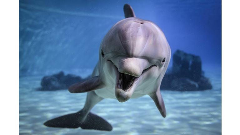 FRANCE-ANIMALS-DOLPHIN