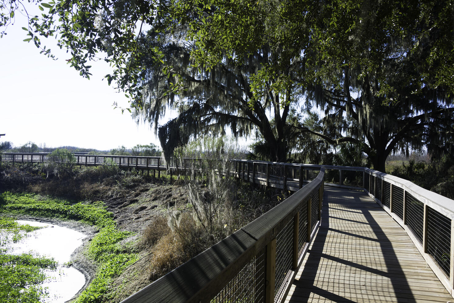 Boardwalk at Paynes Prairie State Park