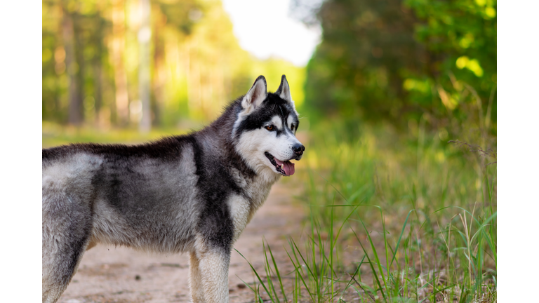 Side view of sled siberian husky standing on field,Belarus