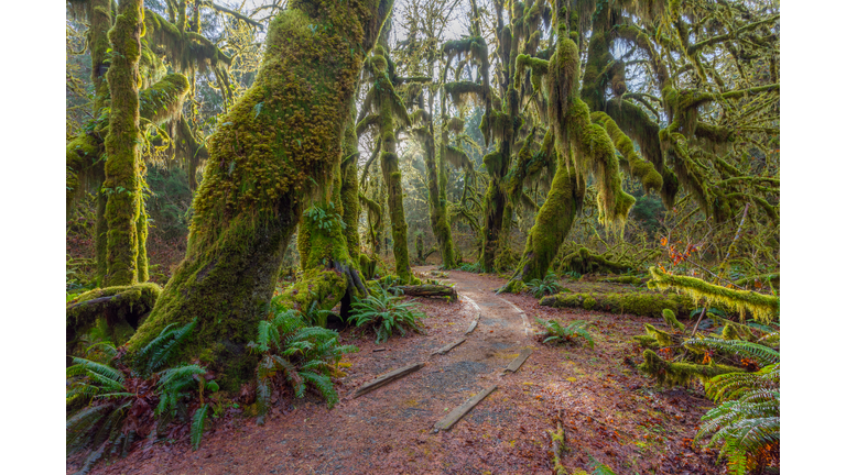 A path in the fairy green forest. The forest along the trail is filled with old temperate trees covered in green and brown mosses.