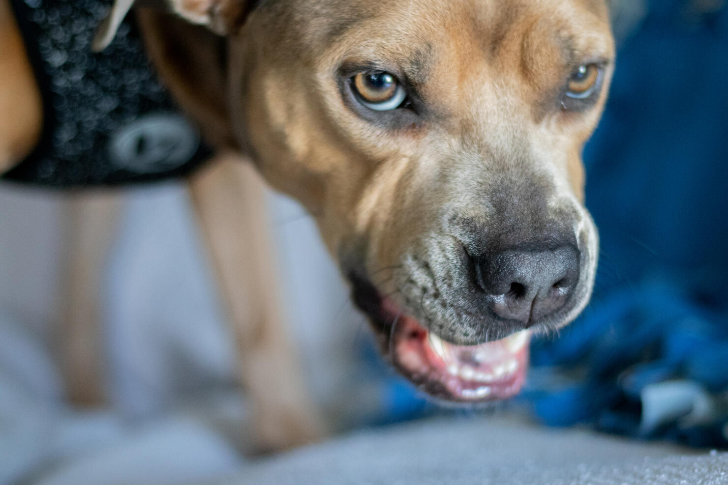 Angry Dog Growling, Snarling, and Showing Teeth