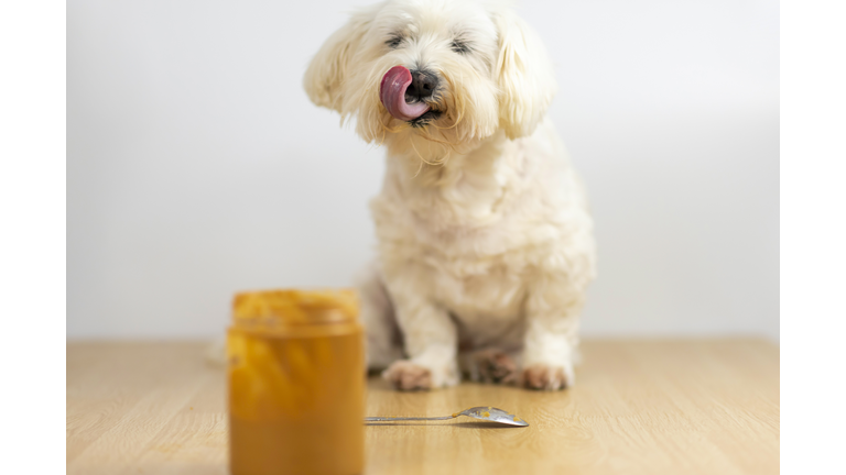 Maltese and peanut butter.