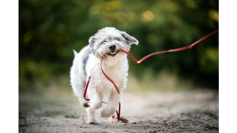 Irish glen of imaal terrier on a walk