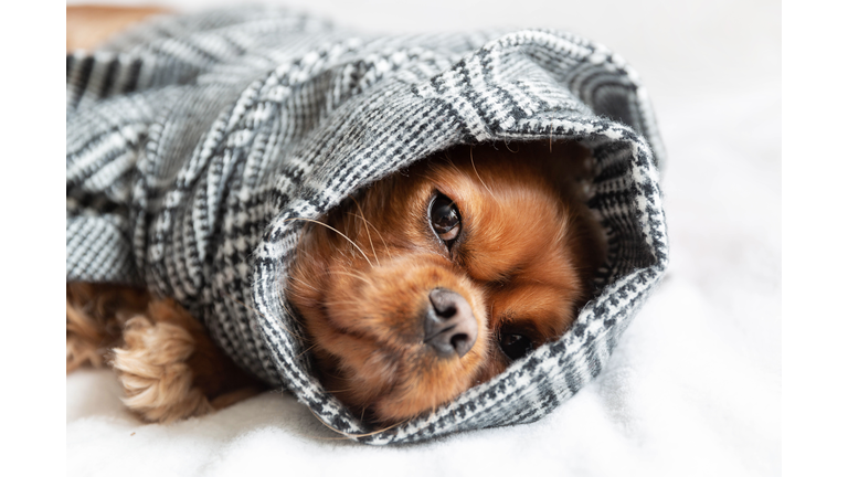 Dog wrapped in a scarf