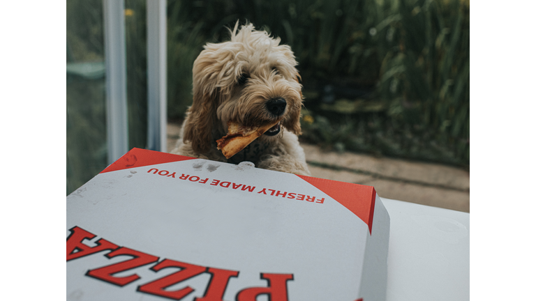 A mischievous cockapoo puppy grabs a leftover pizza crust in his mouth