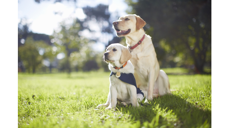 Two guide dogs at dog training