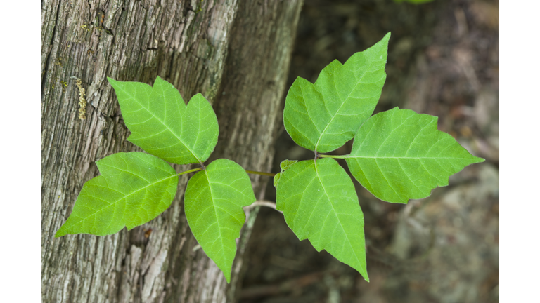 Poison Ivy (Rhus radicans) a poisonous plant