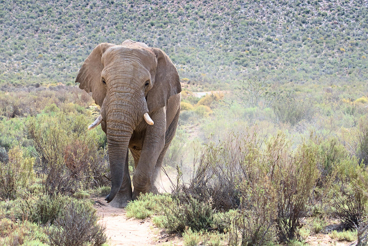 Front view of a lone elephant walking on the grassland