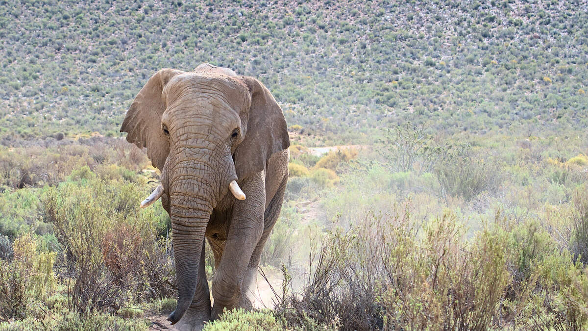Elephant Kills American Tourist After Chasing Safari Truck For Half A Mile  | iHeart