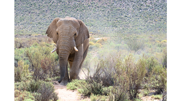 Front view of a lone elephant walking on the grassland