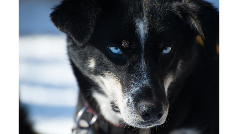 Siberian Husky Portrait with Blue Eyes looking to the camera