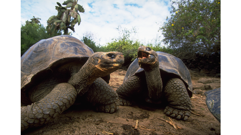 Giant Galapagos Tortoises