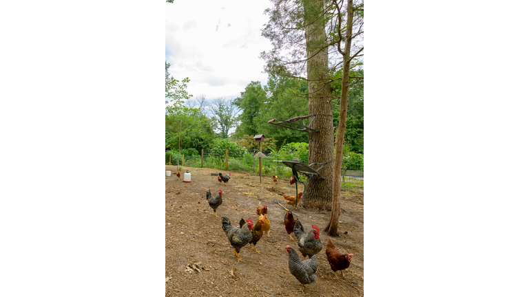 back yard chickens on a farm