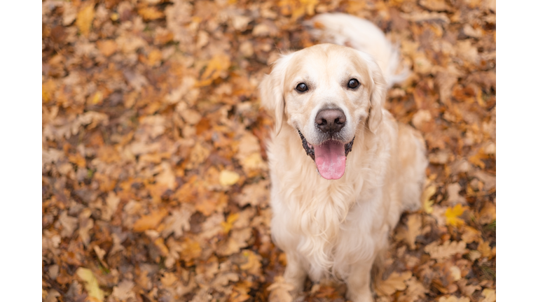 A happy dog sits in the fall woods. Golden retriever golden retriever in the park in the fall foliage. Concept of a nature walk with a pet.