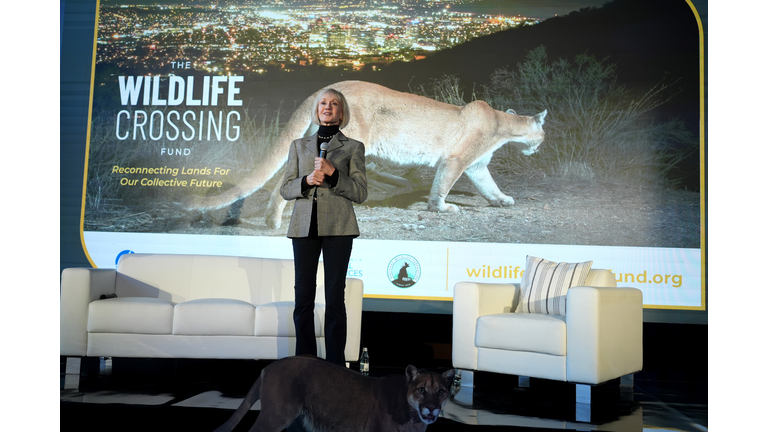 #SaveLACougars And The Wildlife Crossing Fund Host Connections In Conservation Event Uniting Wildlife Crossing And Big Cat Experts from California, Texas, And Florida