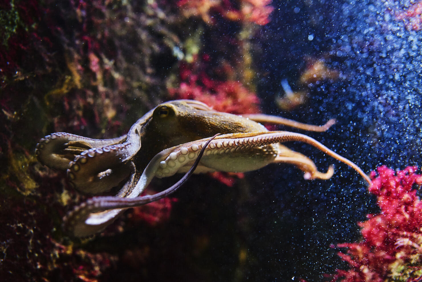 octopus near corals.