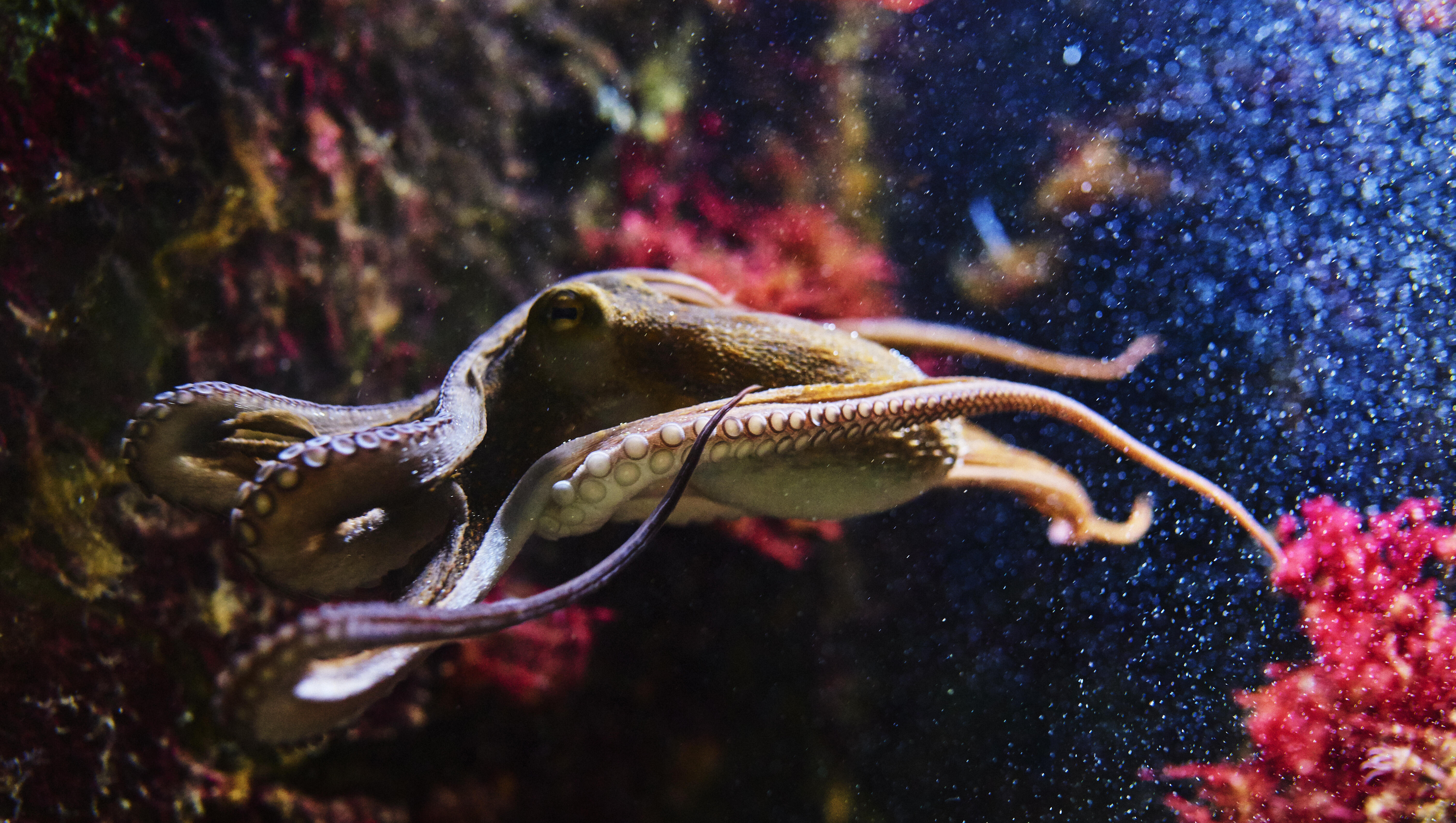 Swedish Man Teaches Pet Octopus to Play Piano